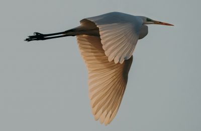 Nový rok, nové já, nebo staré zvyky?